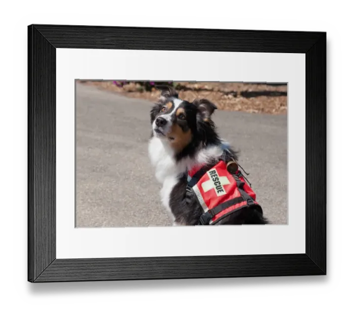 Framed Print : Australian Shepherd Search and Rescue Dog Framed Print : Australian Shepherd Search and Rescue Dog