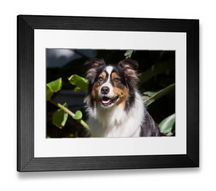 Framed Print : Australian Shepherd portrait