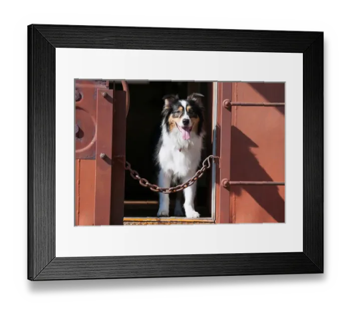 Framed Print : Australian Shepherd in a train car Framed Print : Australian Shepherd in a train car