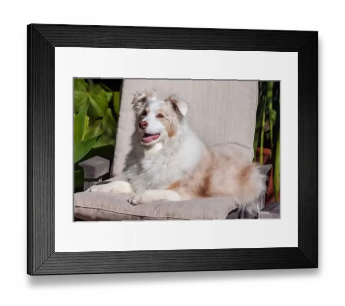 Framed Print : Australian Shepherd lying on patio chair Framed Print : Australian Shepherd lying on patio chair