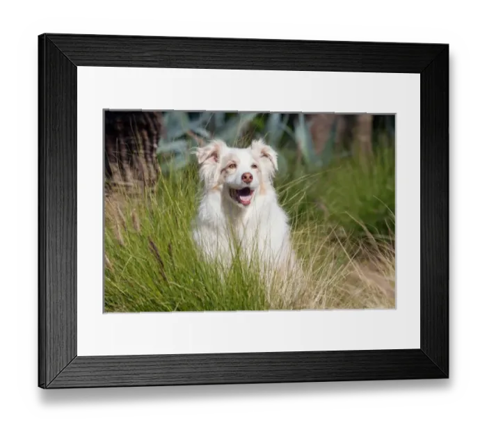 Framed Print : Portrait of an Australian Shepherd