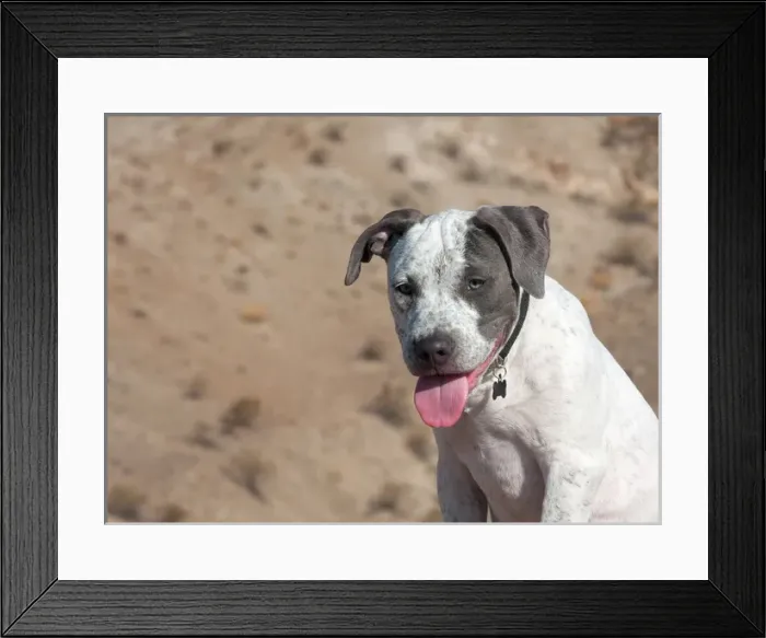 Framed Print : American Staffordshire Terrier Puppy Portrait
