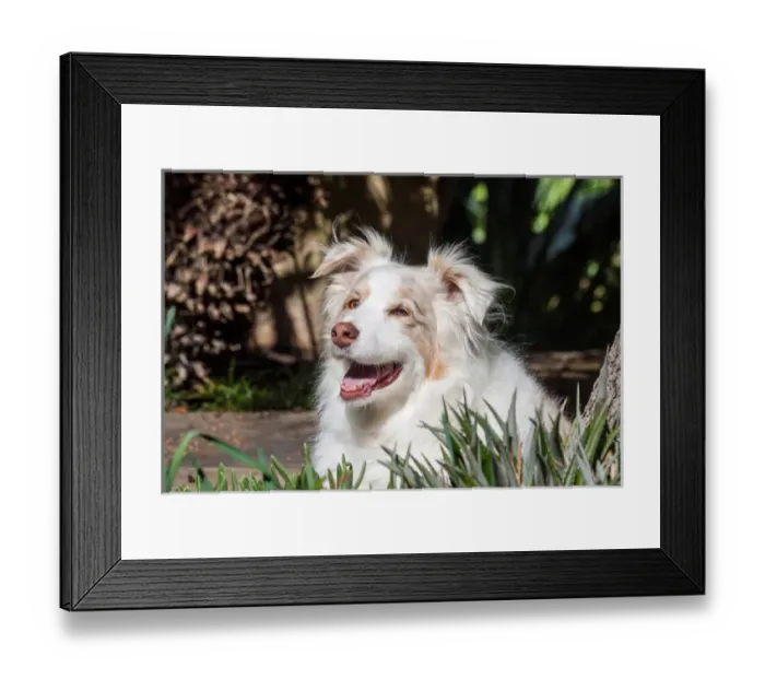 Framed Print : Portrait of an Australian Shepherd Framed Print : Portrait of an Australian Shepherd
