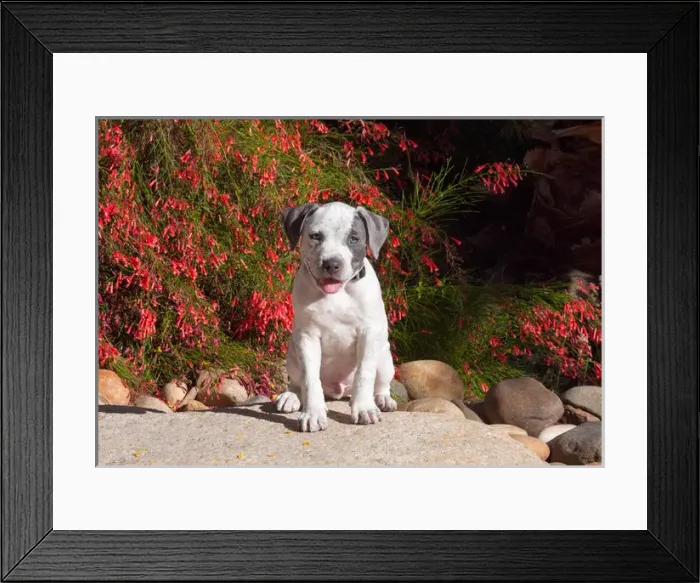 Framed Print : American Staffordshire Terrier Puppy sitting on a boulder with red flowers Framed Print : American Staffordshire Terrier Puppy sitting on a boulder with red flowers