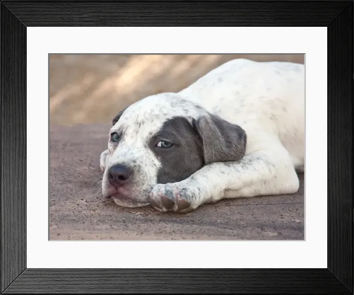 Framed Print : American Staffordshire Terrier Puppy lying down
