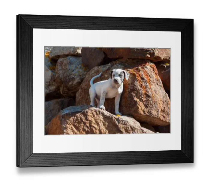 Framed Print : American Staffordshire Terrier Puppy standing on a rock