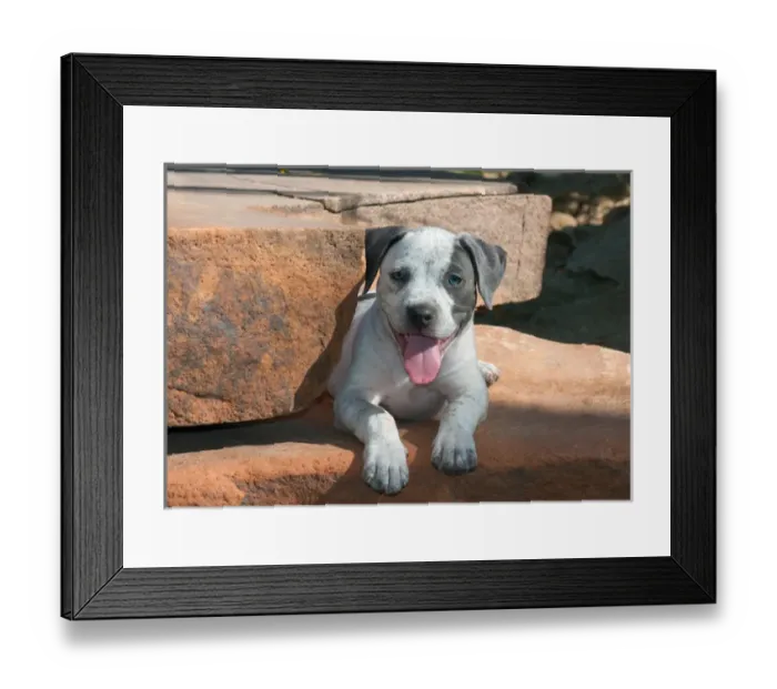 Framed Print : American Staffordshire Terrier Puppy Portrait