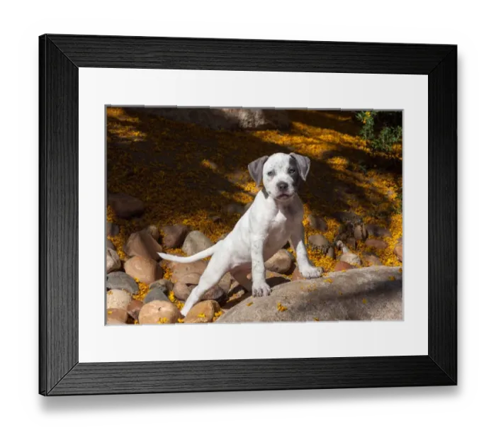 Framed Print : American Staffordshire Terrier Puppy Portrait Framed Print : American Staffordshire Terrier Puppy Portrait