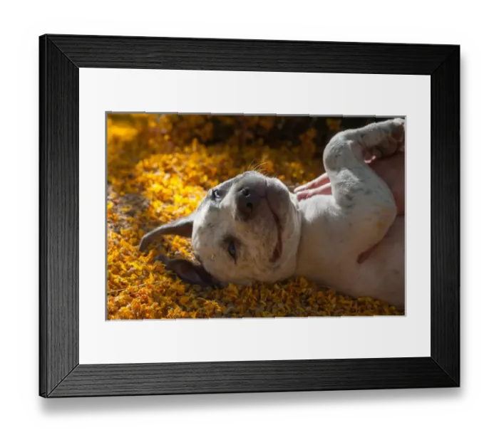 Framed Print : American Staffordshire Terrier Puppy Portrait