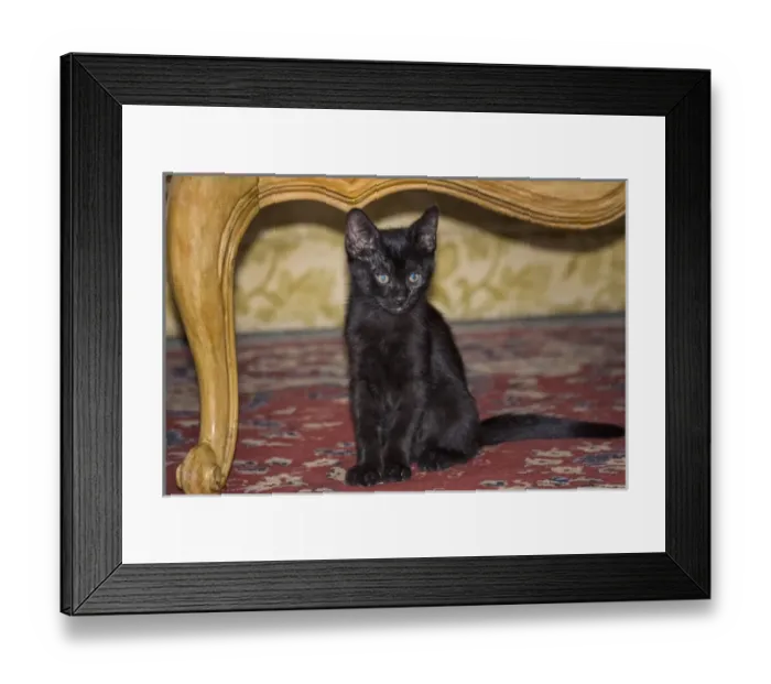 Framed Print : Black Kitten sitting on rug