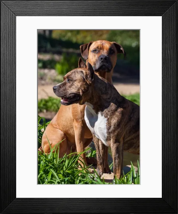 Framed Print : Two American Staffordshires Framed Print : Two American Staffordshires