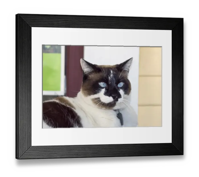 Framed Print : Cat posing Framed Print : Cat posing