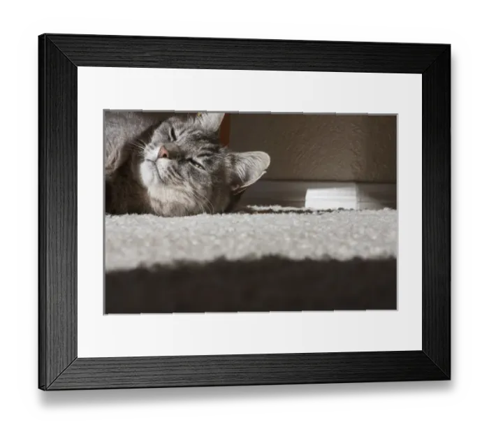 Framed Print : Cat Posing