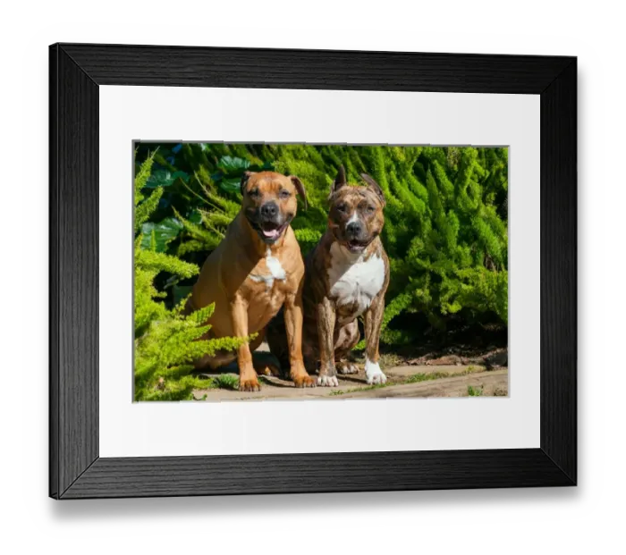Framed Print : Two American Staffordshires sitting on garden path