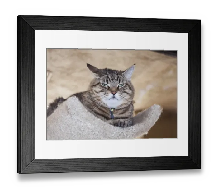 Framed Print : Cat to stay away