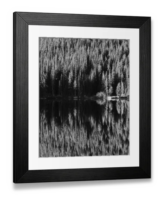 Framed Print : USA, Colorado, Rocky Mountains National Park, Lodgepole Pines along Bear Lake