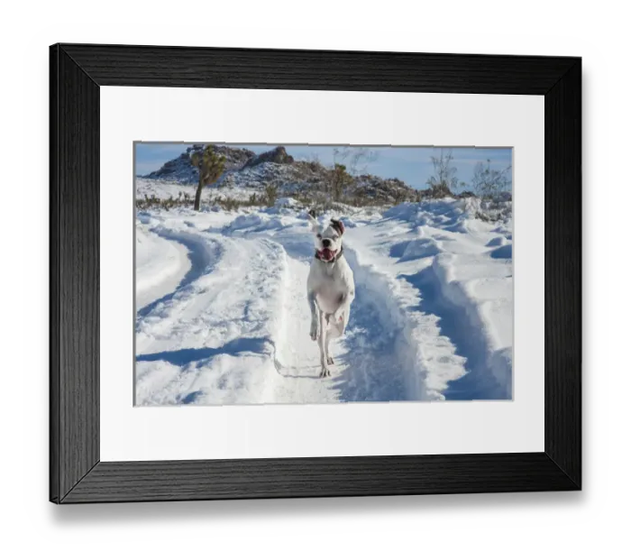 Framed Print : Boxers running in snow, California Framed Print : Boxers running in snow, California