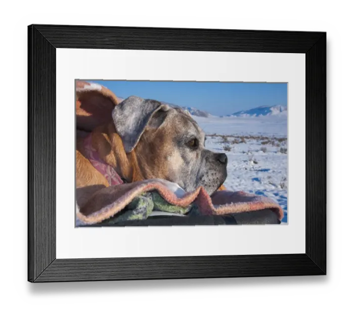 Framed Print : Boxer viewing snow scape Framed Print : Boxer viewing snow scape