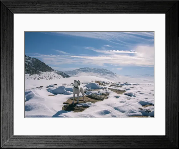 Framed Print : White Boxer in Snow Framed Print : White Boxer in Snow