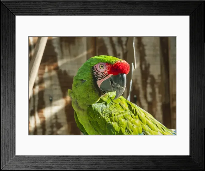 Framed Print : Portrait of a Parrot Framed Print : Portrait of a Parrot