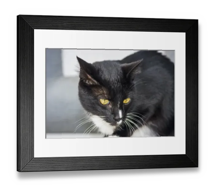 Framed Print : Black and White Cat Framed Print : Black and White Cat