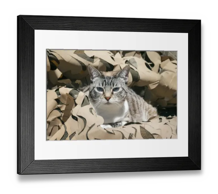 Framed Print : Cat in Camouflage Framed Print : Cat in Camouflage