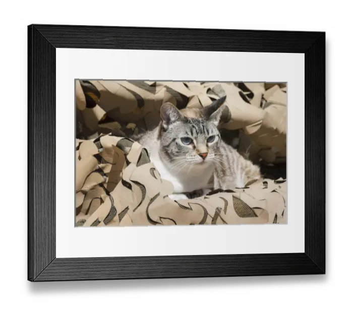 Framed Print : Cat in Camouflage Framed Print : Cat in Camouflage