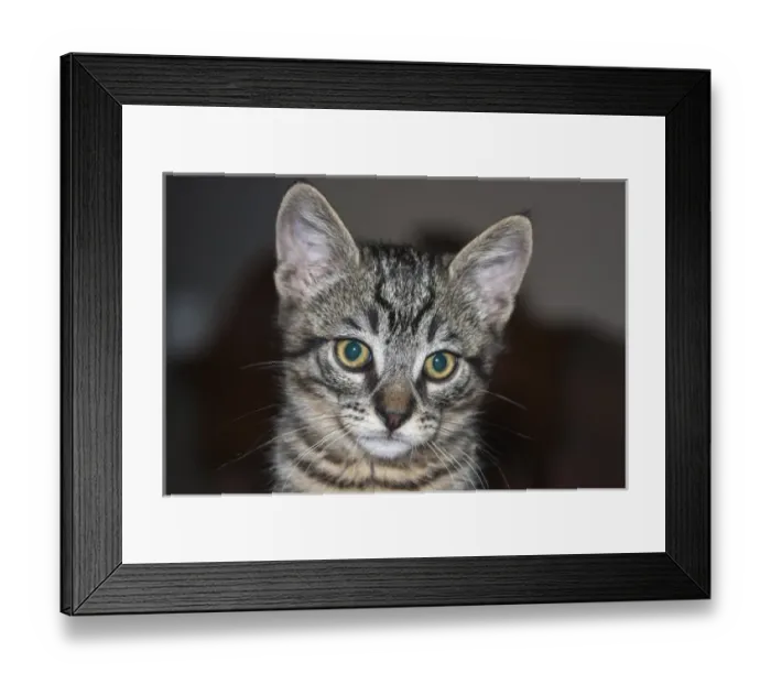 Framed Print : Portrait of a Kitten