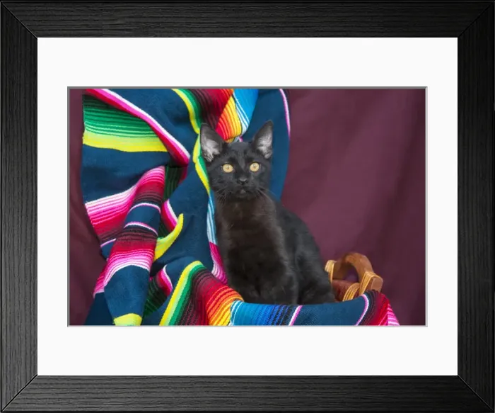 Framed Print : Black Kitten Framed Print : Black Kitten