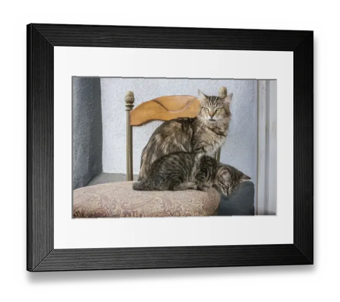 Framed Print : Mother Cat and Kitten on chair