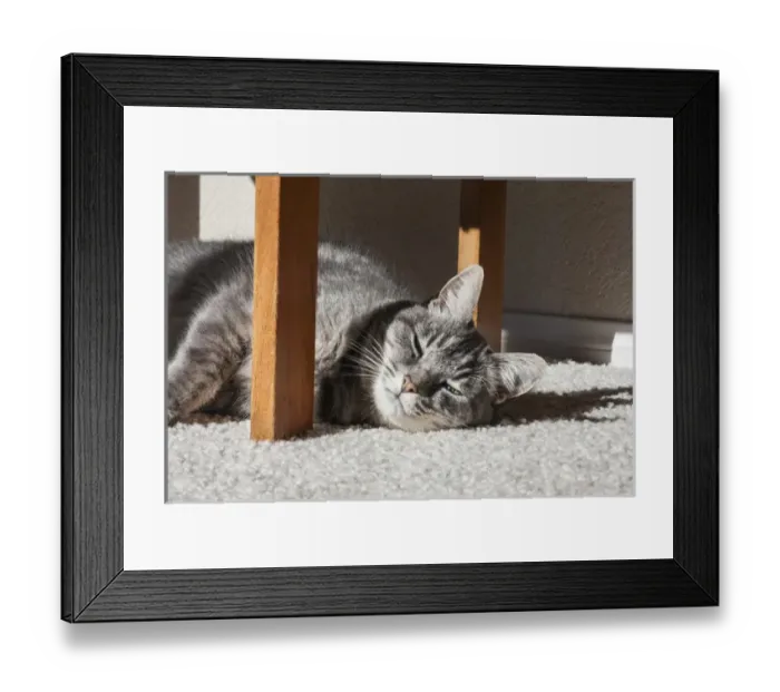 Framed Print : Cat lying in the sun Framed Print : Cat lying in the sun