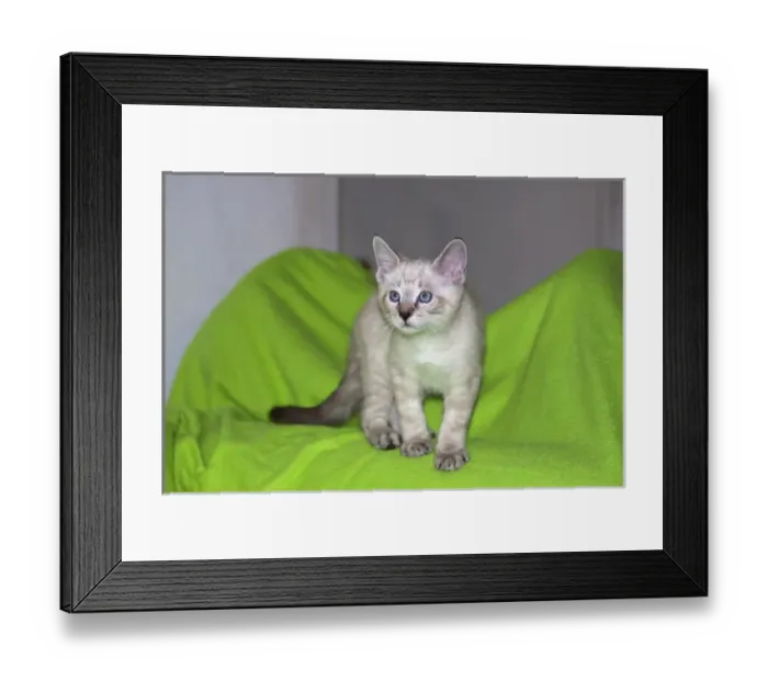 Framed Print : Kitten on neon green Framed Print : Kitten on neon green