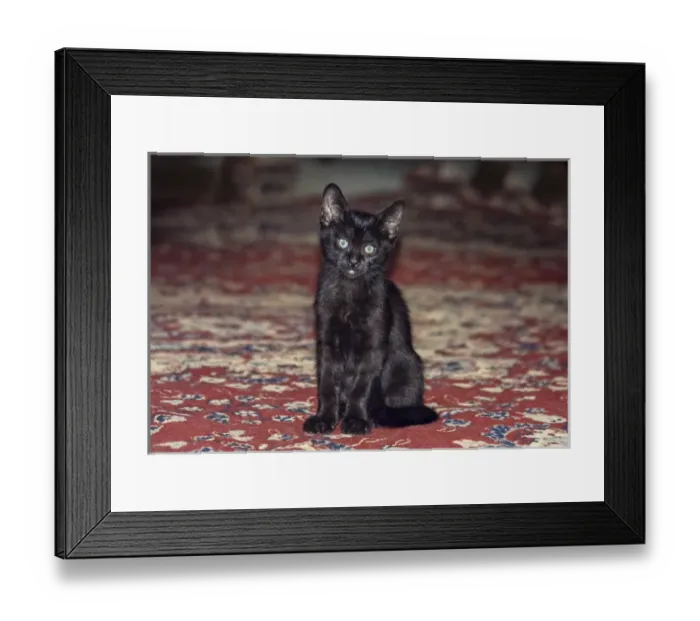 Framed Print : Black Kitten Framed Print : Black Kitten