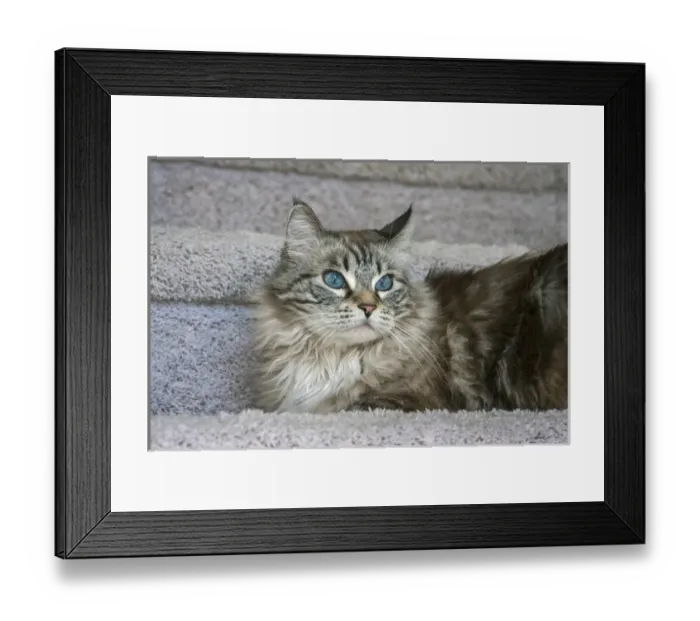 Framed Print : Portrait of a Cat Framed Print : Portrait of a Cat