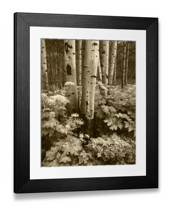 Framed Print : USA, Colorado, Aspen trees (populus tremuloides) and Cow Parsnip (Heracleum lanatum) Framed Print : USA, Colorado, Aspen trees (populus tremuloides) and Cow Parsnip (Heracleum lanatum)