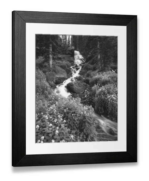 Framed Print : Stream lined with Bitter Cress (Cardamine cordifolia) and mountain Bluebells (Mertensia Framed Print : Stream lined with Bitter Cress (Cardamine cordifolia) and mountain Bluebells (Mertensia