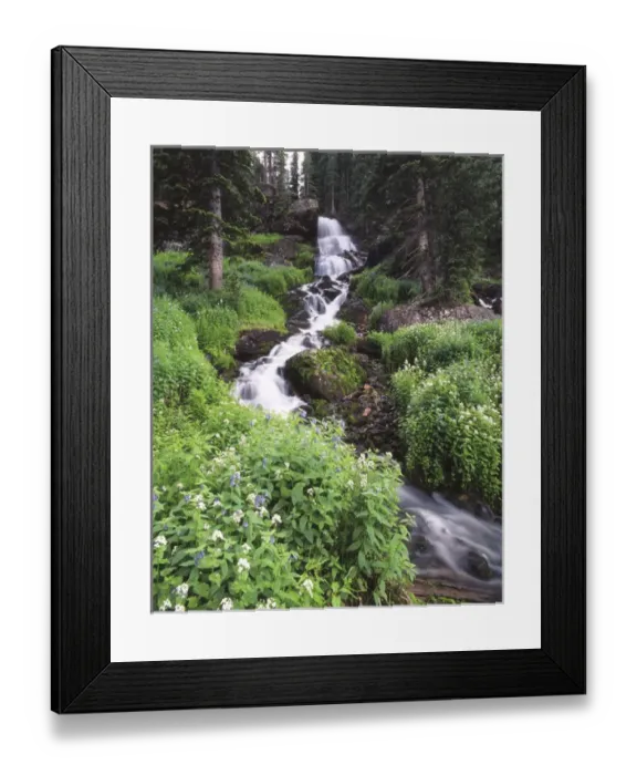 Framed Print : Stream lined with Bitter Cress (Cardamine cordifolia) and mountain Bluebells (Mertensia Framed Print : Stream lined with Bitter Cress (Cardamine cordifolia) and mountain Bluebells (Mertensia