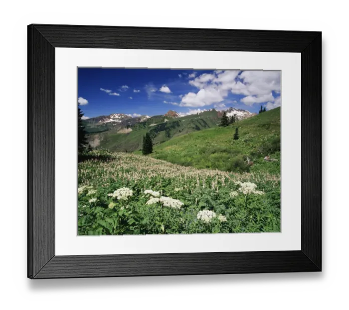 Framed Print : USA, Colorado, Gunnison National Forest, View of Cow Parsnip (Heracleum lanatum) Framed Print : USA, Colorado, Gunnison National Forest, View of Cow Parsnip (Heracleum lanatum)