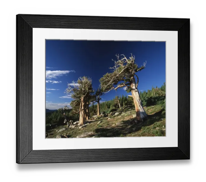 Framed Print : USA, Colorado, Arapaho National Forest, View of Bristlecone Pines (Pinus aristata) Framed Print : USA, Colorado, Arapaho National Forest, View of Bristlecone Pines (Pinus aristata)