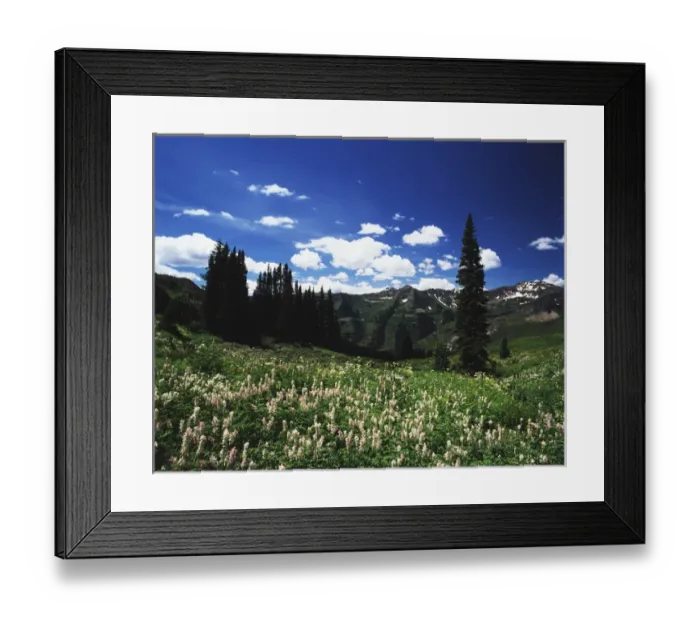 Framed Print : USA, Colorado, Gunnison National Forest, View of mountain with wildflowers Framed Print : USA, Colorado, Gunnison National Forest, View of mountain with wildflowers