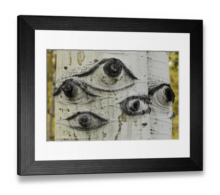 Framed Print : Aspen trunks with knots that look like eye pattern, Uncompahgre National Forest, Colorado Framed Print : Aspen trunks with knots that look like eye pattern, Uncompahgre National Forest, Colorado