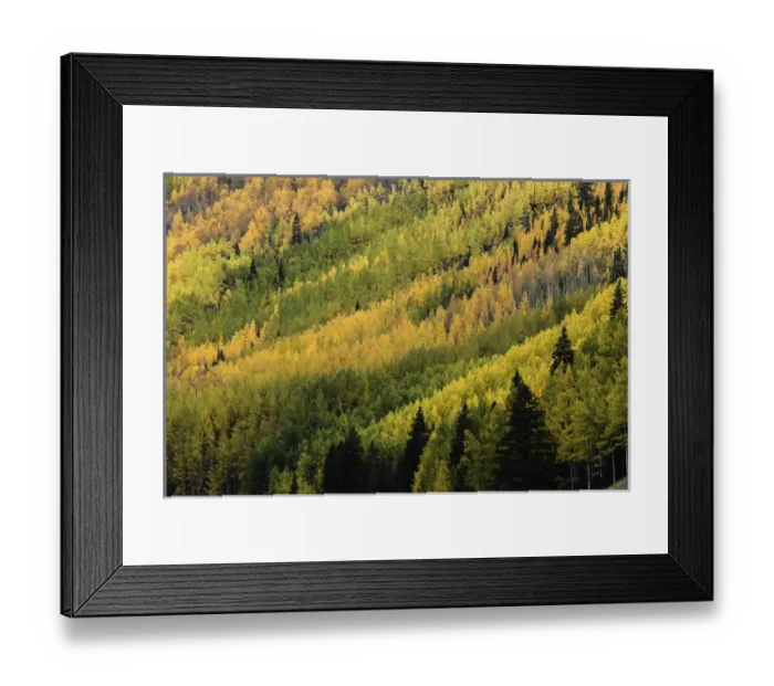 Framed Print : Autumn aspen tree pattern on mountain slope near Crystal Lake, near Ouray, Colorado Framed Print : Autumn aspen tree pattern on mountain slope near Crystal Lake, near Ouray, Colorado