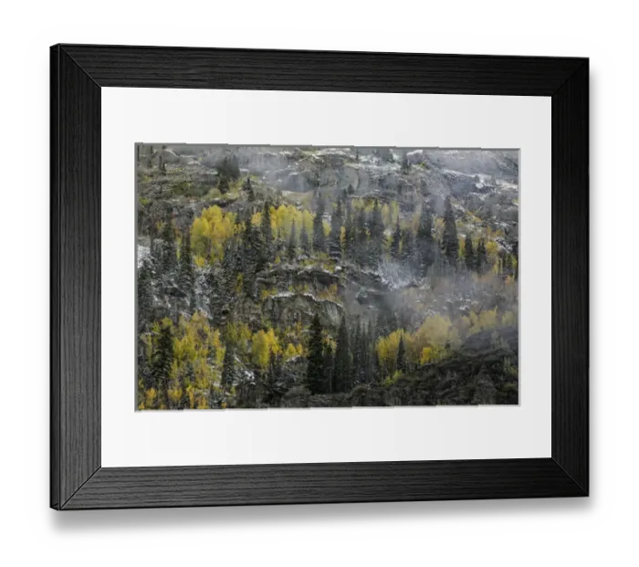 Framed Print : Autumn aspen trees on nearly vertical mountain slope, near Crystal Lake, Ouray, Colorado