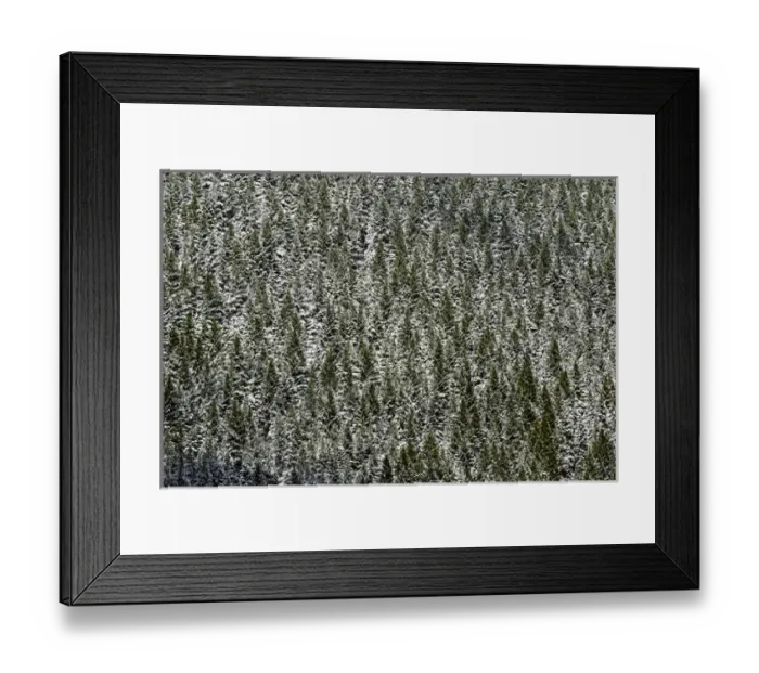 Framed Print : Evergreen trees on nearly vertical mountain slope, near Crystal Lake, Ouray, Colorado Framed Print : Evergreen trees on nearly vertical mountain slope, near Crystal Lake, Ouray, Colorado