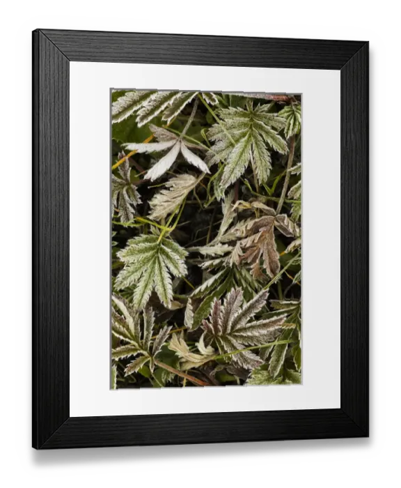 Framed Print : Frost covered Wild Geranium foliage, Uncompahgre National Forest, Colorado Framed Print : Frost covered Wild Geranium foliage, Uncompahgre National Forest, Colorado
