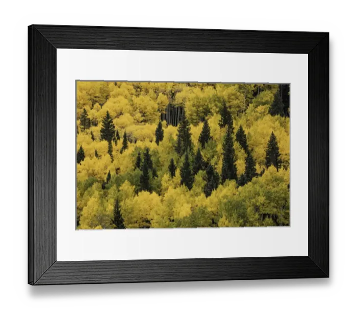 Framed Print : Massive mountain slope of dense aspen trees and evergreens in fall color, Uncompahgre Framed Print : Massive mountain slope of dense aspen trees and evergreens in fall color, Uncompahgre