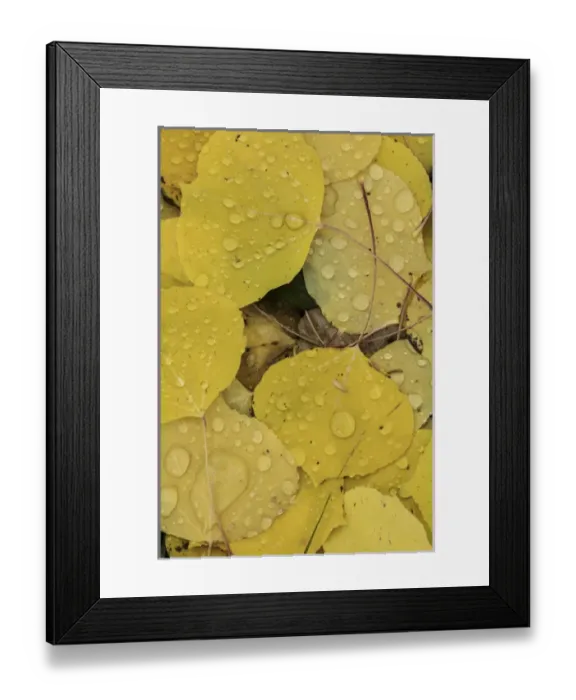 Framed Print : Pattern of fallen yellow aspen leaves on ground, Owl Creek Pass, San Juan Mountains
