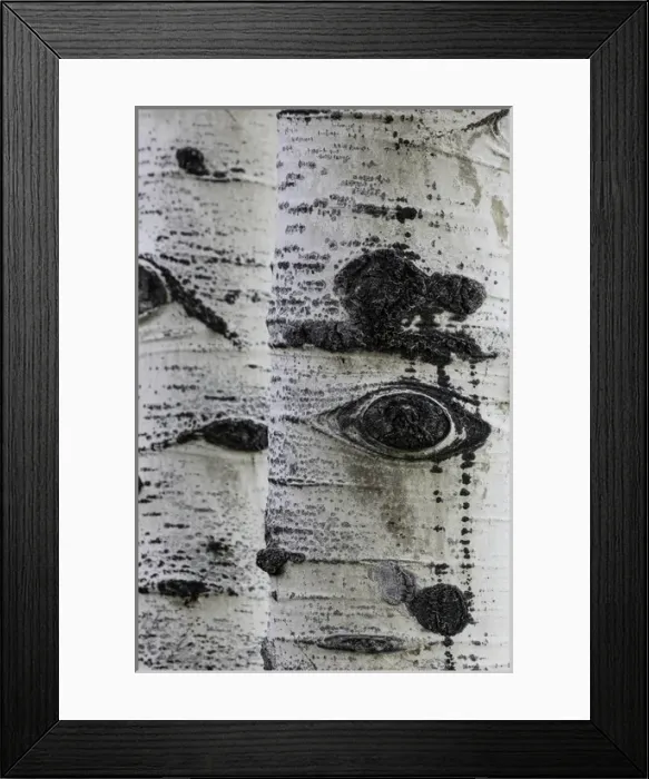 Framed Print : Pattern on white aspen tree trunks, Uncompahgre National Forest, Sneffel Wilderness Area Framed Print : Pattern on white aspen tree trunks, Uncompahgre National Forest, Sneffel Wilderness Area