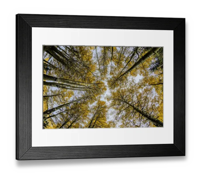 Framed Print : Low angle fisheye view upward of aspen trees in fall, Uncompahgre National Forest