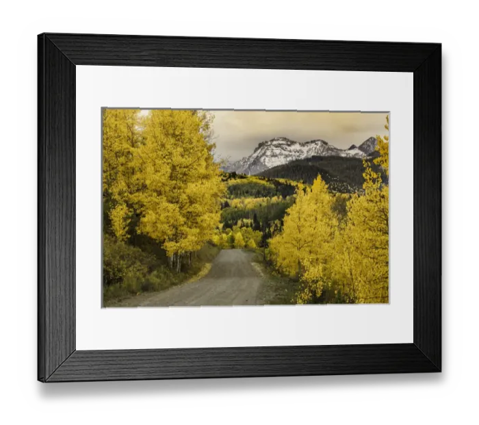 Framed Print : Rural forest service road and golden aspen trees in fall, Sneffels Wilderness Arera